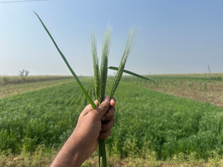 The beginning of Mayil Mark’s next leap towards a sustainable agriculture and giving back to the farmers through direct vertical Integration of the Supply Chain.